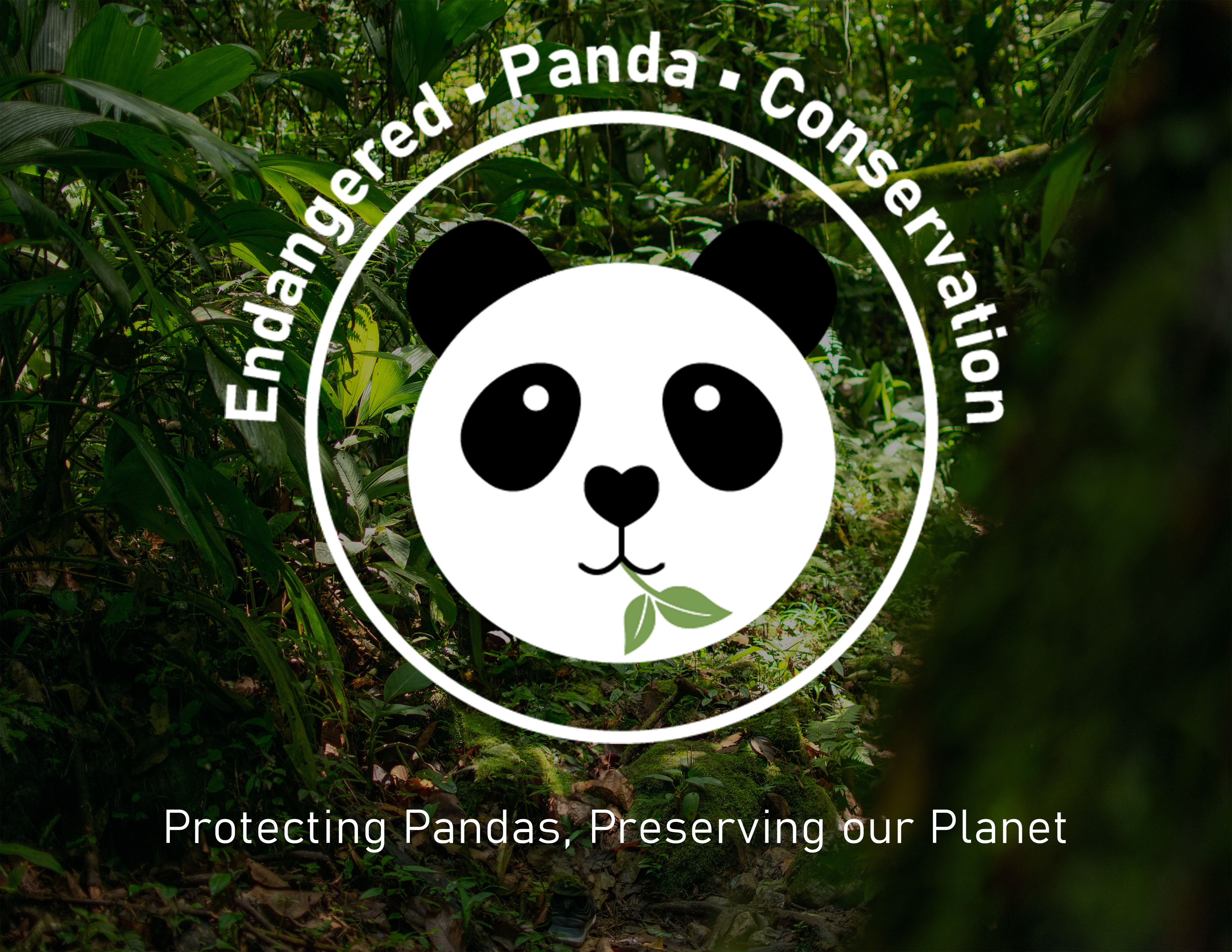 Panda Company Showcase